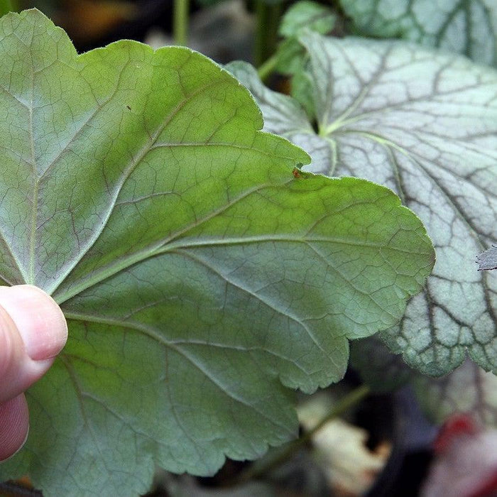 Coral Bells, Green Spice Coral Bells