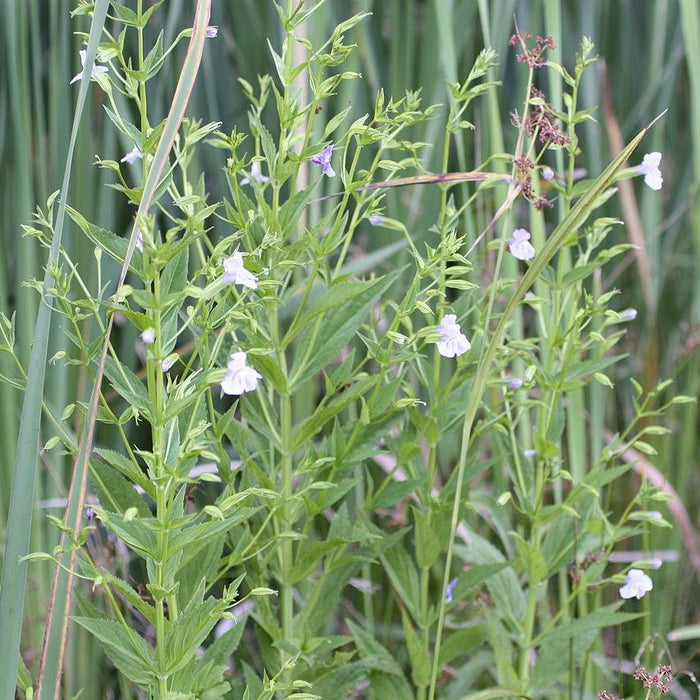 Monkey Flower, Allegheny Monkey Flower