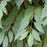 Dogwood, Huron® Dogwood