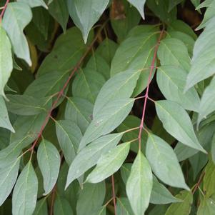 Dogwood, Huron® Dogwood