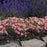 Dianthus, Fruit Punch® Classic Coral Dianthus