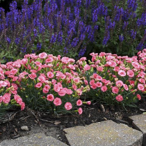 Dianthus, Fruit Punch® Classic Coral Dianthus