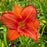 Daylily, Alabama Jubilee Daylily