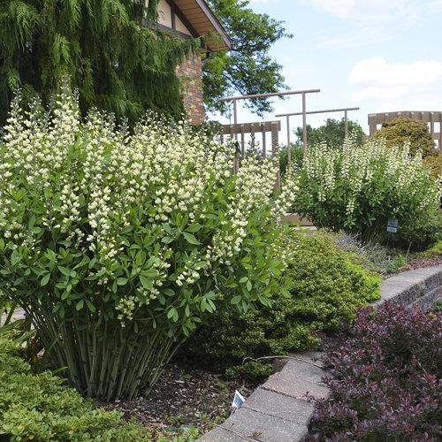 Baptisia, Decadence® Vanilla Cream False Indigo