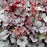 Coral Bells, Northern Exposure™ Silver Heuchera