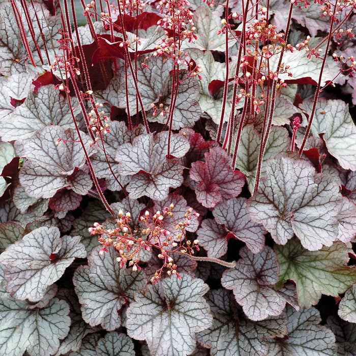 Coral Bells, Northern Exposure™ Silver Heuchera
