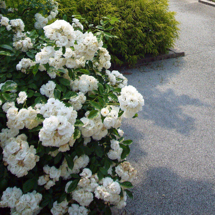 Rose, Flower Carpet® White Rose