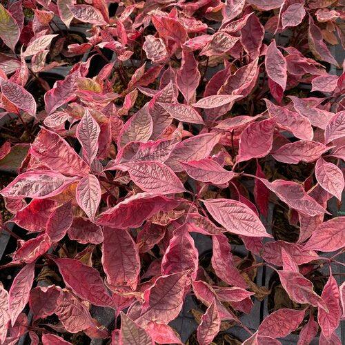 Dogwood, Sgt. Pepper™ Dogwood