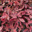 Dogwood, Sgt. Pepper™ Dogwood