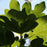 Fig, Verns Brown Turkey Fig, 3 gal (30-36 in)