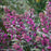Beautyberry, Pearl Glam® Beautyberry