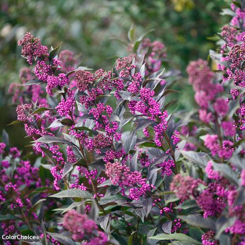 Beautyberry, Pearl Glam® Beautyberry