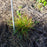 Grass, Burgundy Bunny Fountain Grass