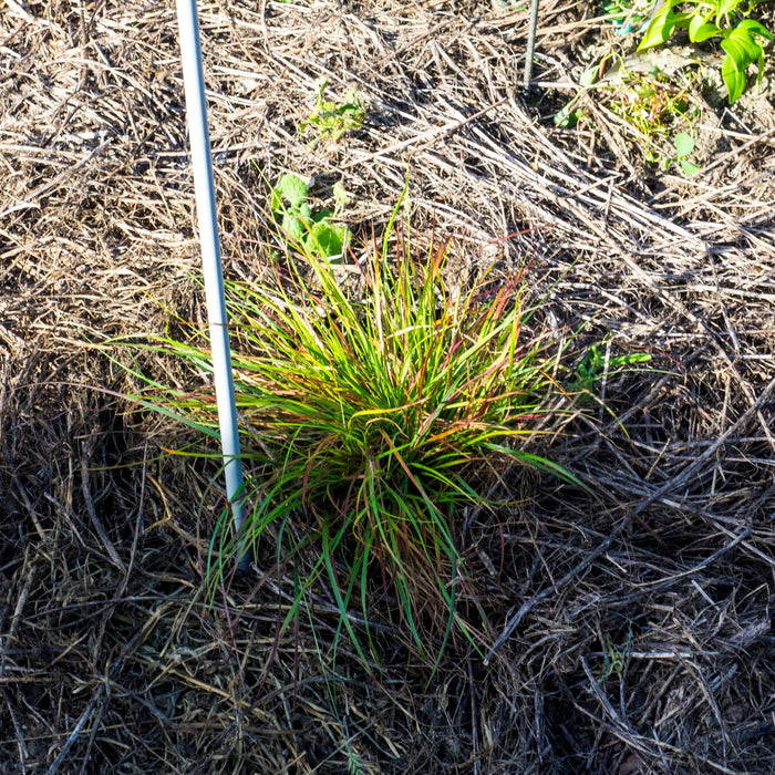 Grass, Burgundy Bunny Fountain Grass