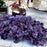 Coral Bells, Forever® Purple Coral Bells