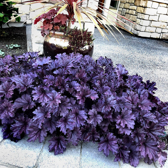 Coral Bells, Forever® Purple Coral Bells