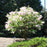 Lilac, Maiden's Blush Lilac