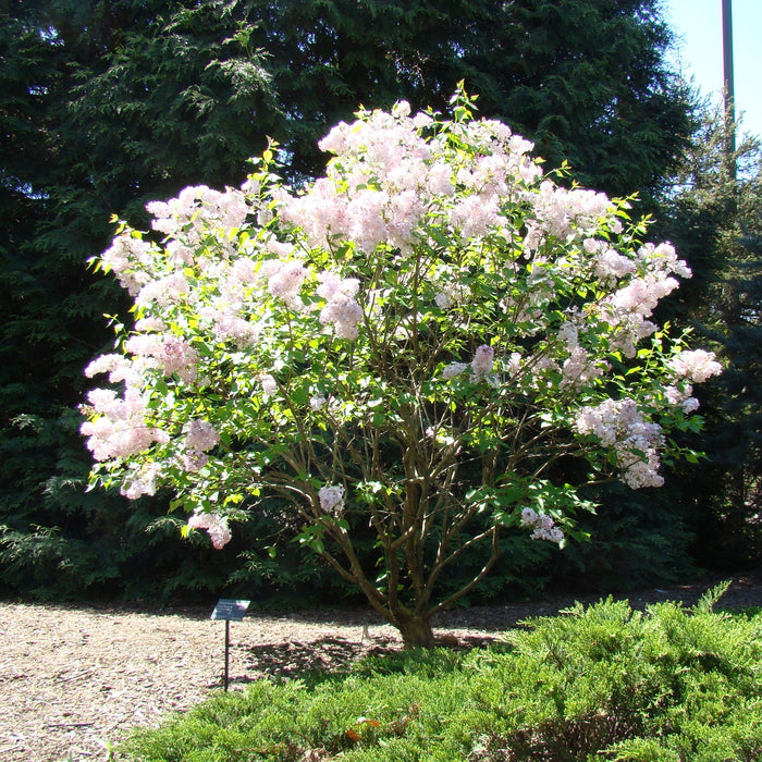 Lilac, Maiden's Blush Lilac