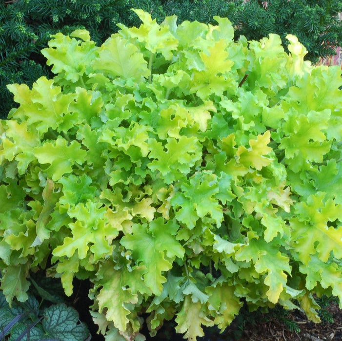 Coral Bells, Lime Marmalade Heuchera