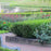 Boxwood, Winter Gem Boxwood