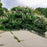 Buckeye, Buckeye Bottlebrush