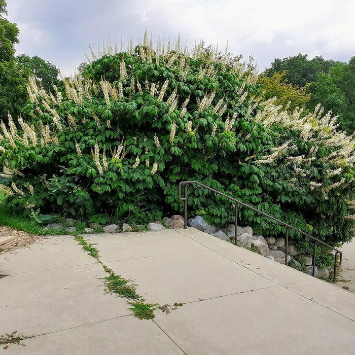 Buckeye, Buckeye Bottlebrush