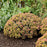 Sedum, Rock 'N Grow® Coraljade Stonecrop