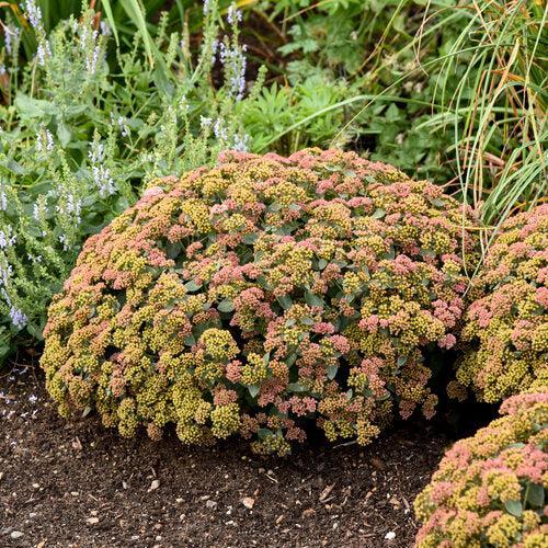 Sedum, Rock 'N Grow® Coraljade Stonecrop