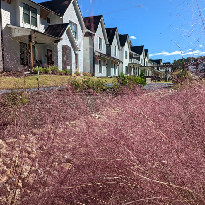 Grass, Pink Muhly Grass