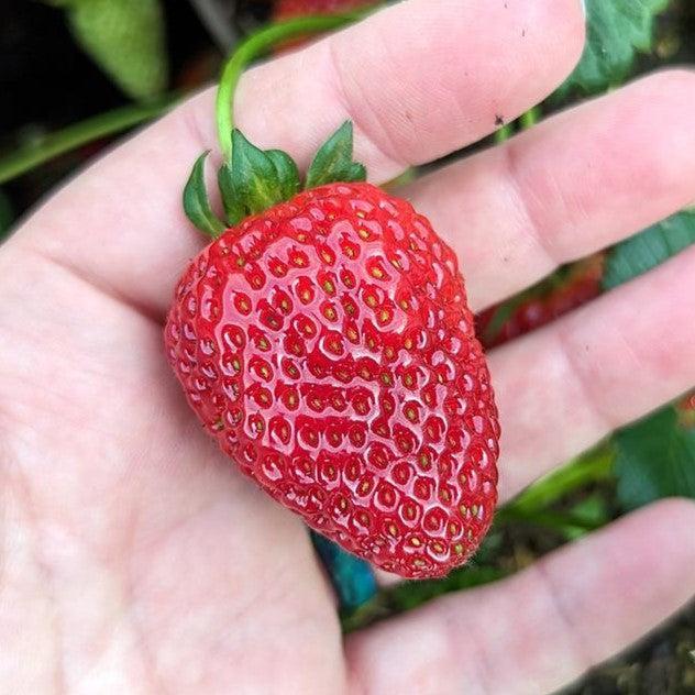 Strawberry, Sweet Kiss™ Strawberry