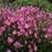 Anemone, PW® Fall in Love® Sweetly Anemone