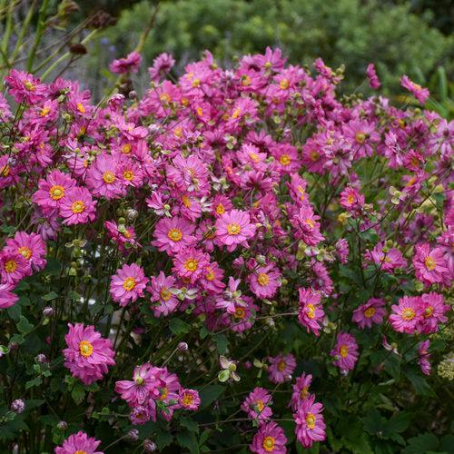 Anemone, PW® Fall in Love® Sweetly Anemone