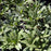 Rhododendron, Chionoides Rhododendron
