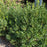 Holly, Densa Inkberry Holly