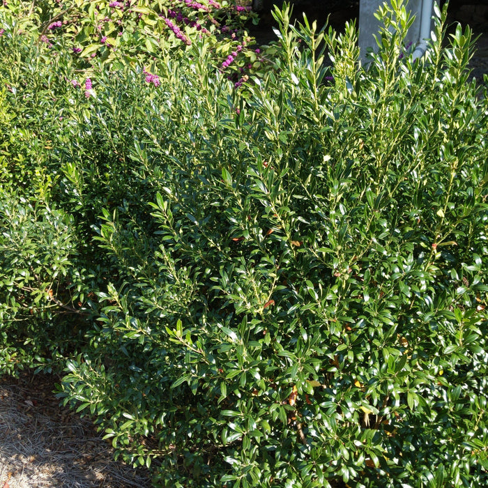 Holly, Densa Inkberry Holly