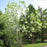 Fringetree, White Fringetree (Chionanthus virginicus)