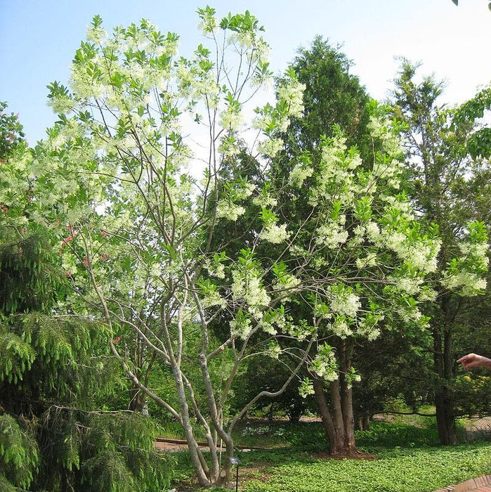 Fringetree, White Fringetree (Chionanthus virginicus)