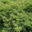 Juniper, Tortuga® Juniper