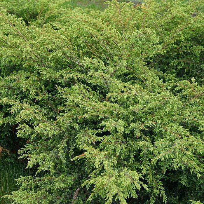 Juniper, Tortuga® Juniper