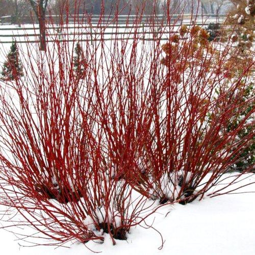 Dogwood, Arctic Fire® Red Twig Dogwood