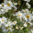 Anemone, Whirlwind Anemone