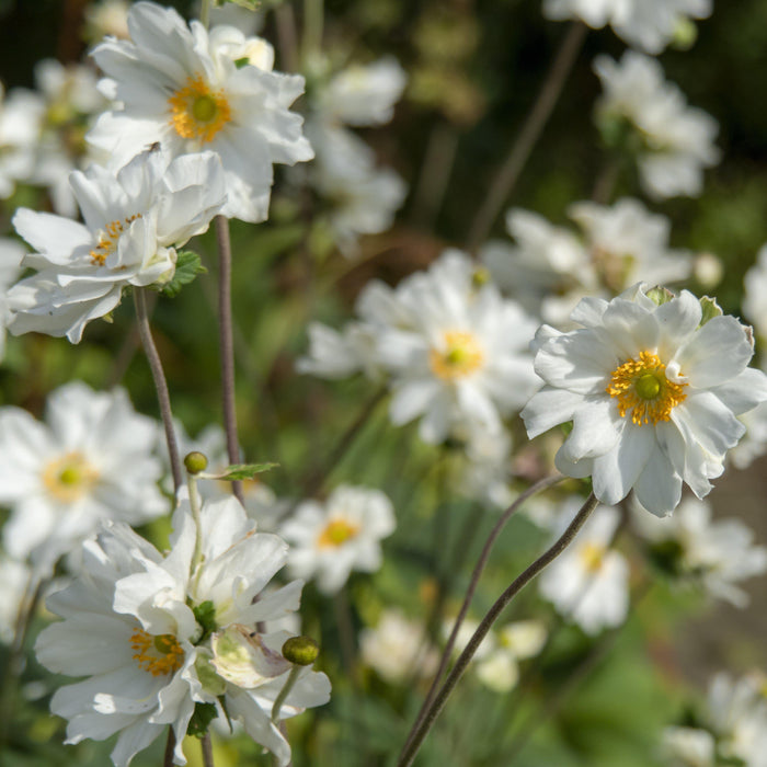 Anemone, Whirlwind Anemone