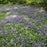 Phlox, Sherwood Purple Creeping Phlox