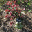 Hellebore, Frostkiss® Anna's Red Lenten Rose