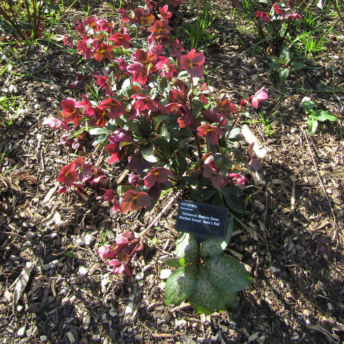 Hellebore, Frostkiss® Anna's Red Lenten Rose