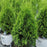 Arborvitae, North Pole Arborvitae