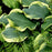 Hosta, PW® Shadowland® Wheee! Hosta