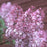 Lilac, Maiden's Blush Lilac