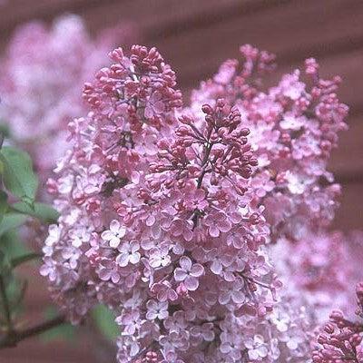 Lilac, Maiden's Blush Lilac