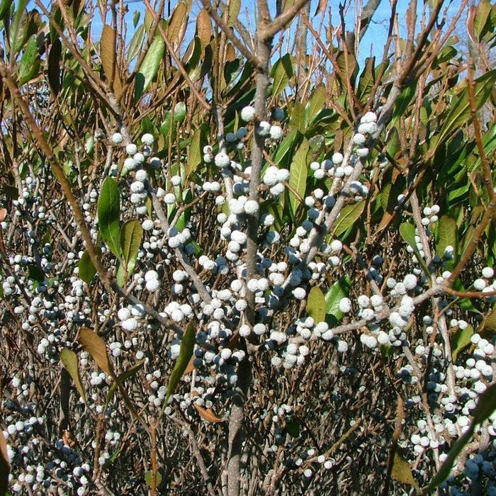 Bayberry, Bobee™ Bayberry